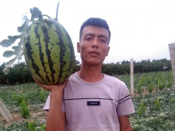 2025年蒲城甜王西瓜大量上市中