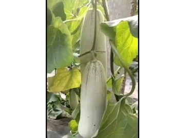 山東博洋蜜瓜61甜瓜持續掉價