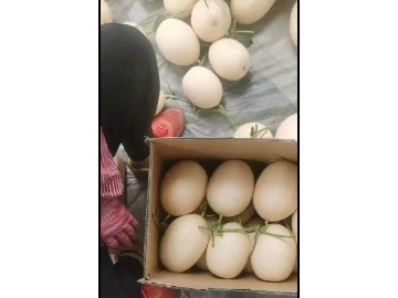 山東莘縣紅金密洋香瓜甜瓜