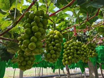 渭南陽光玫瑰葡新鮮上市