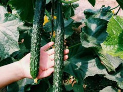 靈壽強雌黃瓜苗批發 油亮型黃瓜苗廠家