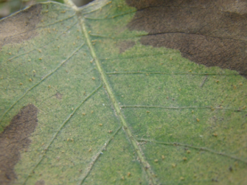 蒲城:梨園注意防治二斑葉螨