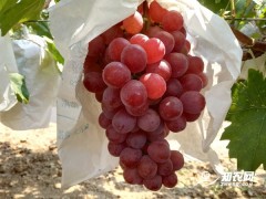 陜西蒲城的葡萄熟啦