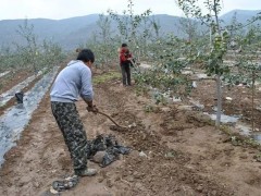 磷、鉀肥料防果樹病害很有效