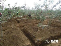 “秋施金，冬施銀”，為什么說(shuō)施好一次底肥頂?shù)蒙?0次追肥？