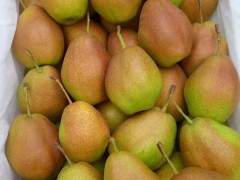 陜西紅香酥梨基地，大荔紅香酥梨產(chǎn)地，蒲城紅香酥梨產(chǎn)地，小紅香酥梨