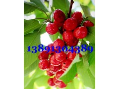 陜西大棚櫻桃價格萬畝大棚露地早大果櫻桃美早櫻桃薩米脫櫻桃產地