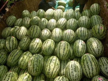 陜西蒲城金城五號西瓜