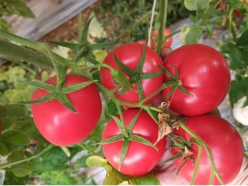 達州西紅柿苗代育基地，四川育苗廠批發西紅柿苗子價格