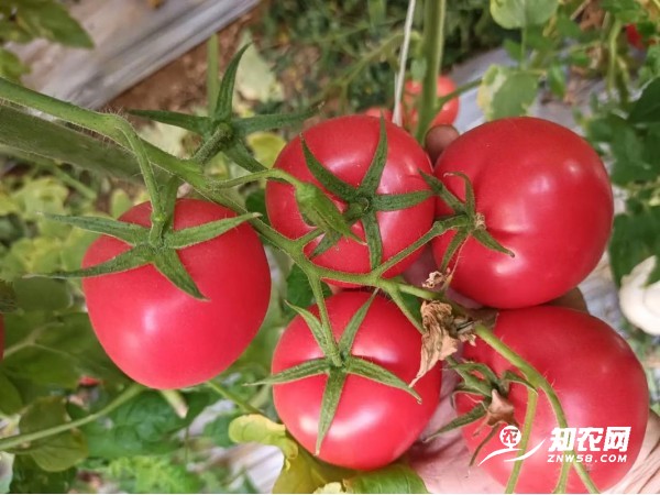 嘉峪關草莓西紅柿苗批發，甘肅慶陽西紅柿苗育苗廠在哪