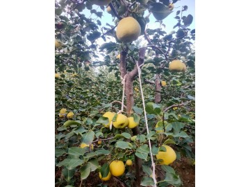 高坡蜜梨13891004648